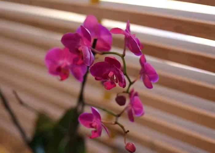 Bed & Atmosphere Konukevi Split